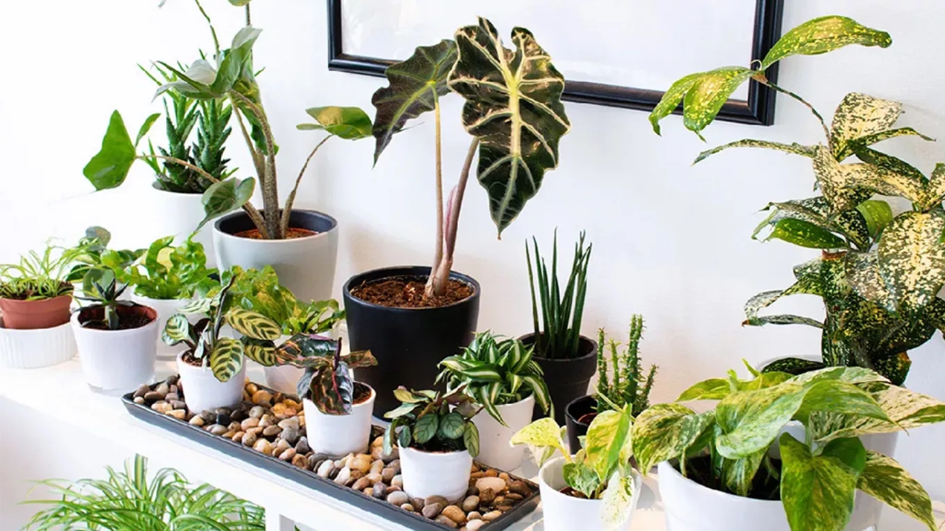 Interesting facts about flowers and plants