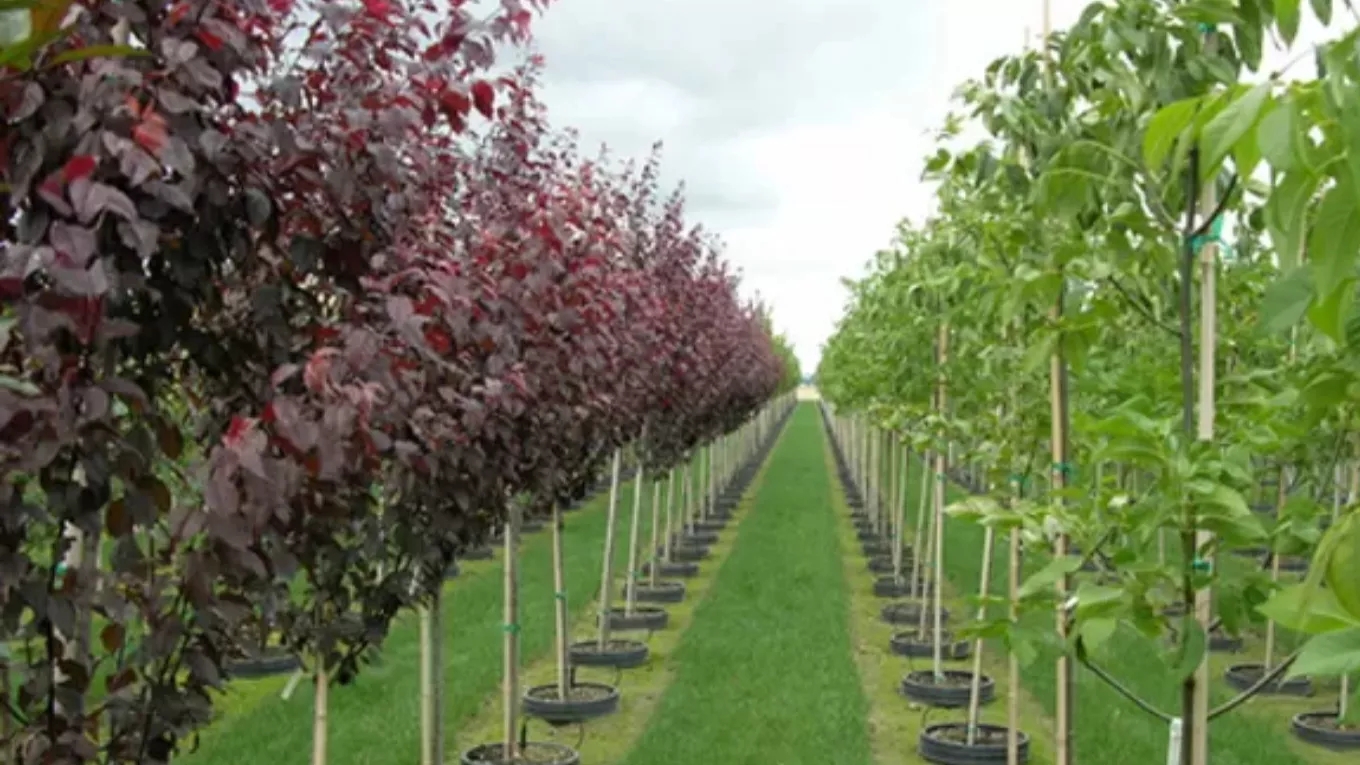 Information about planting seedlings