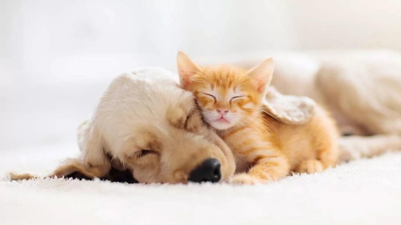 Vaccination of domestic dogs and cats