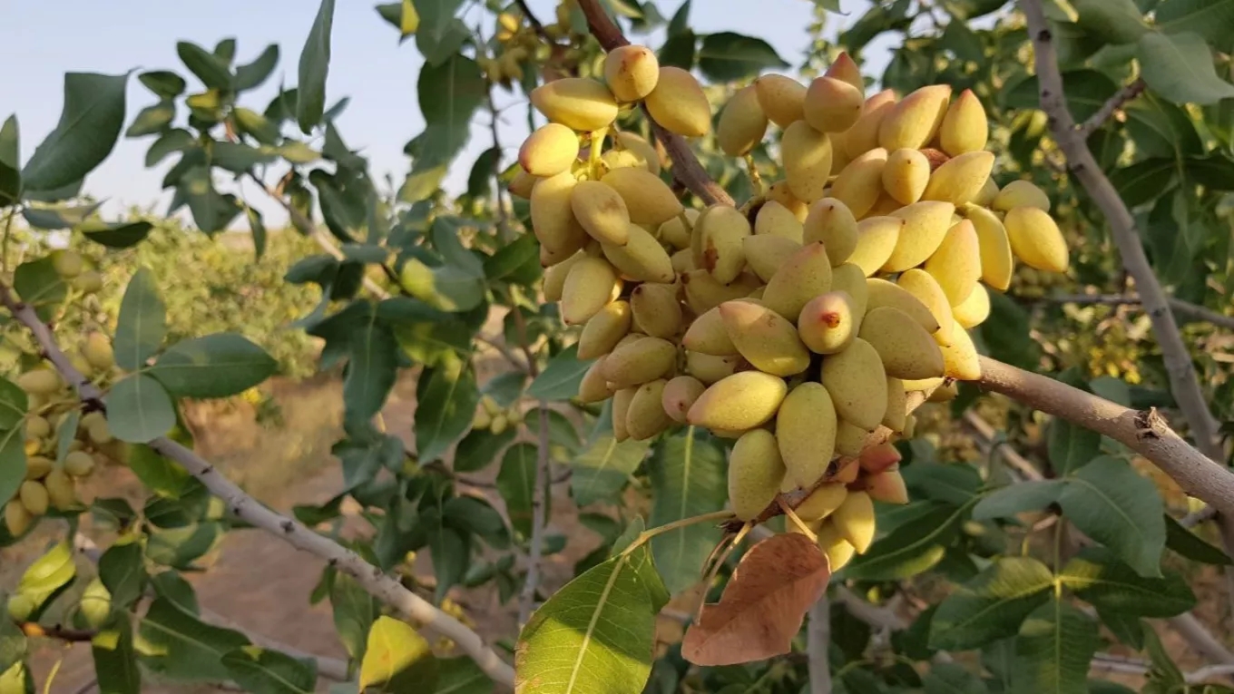 What is a pistachio tree?