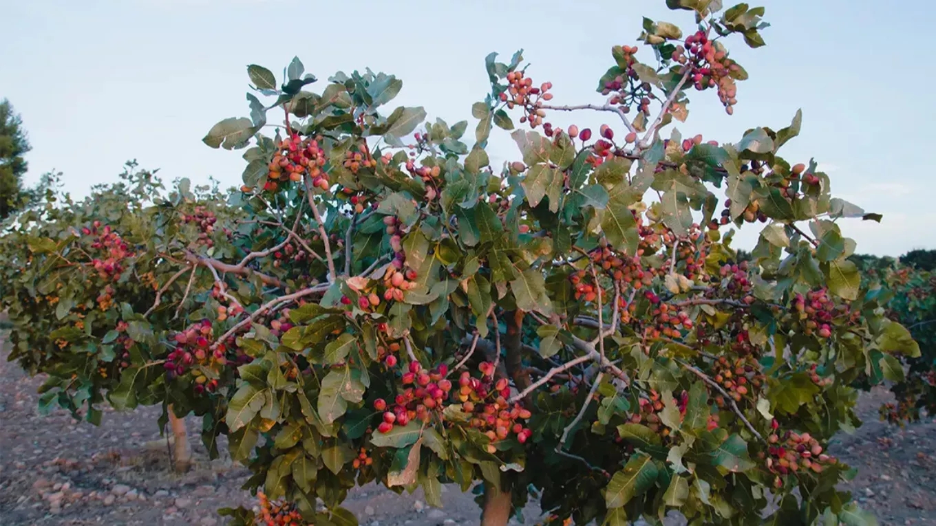 Is it possible to grow a pistachio tree in the garden?