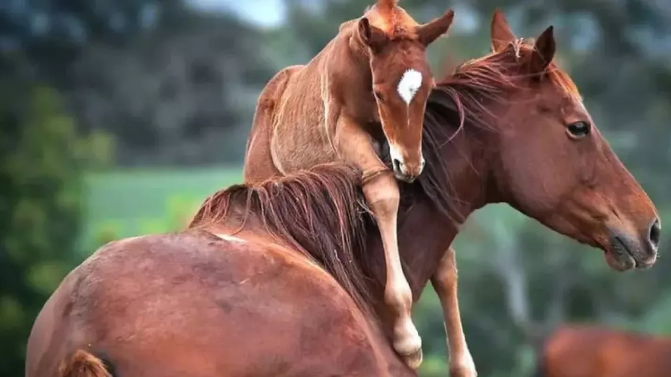 🛑 Horse breeding