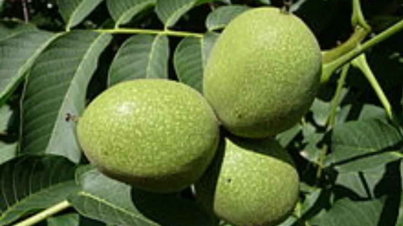 What does walnut nursery mean?
