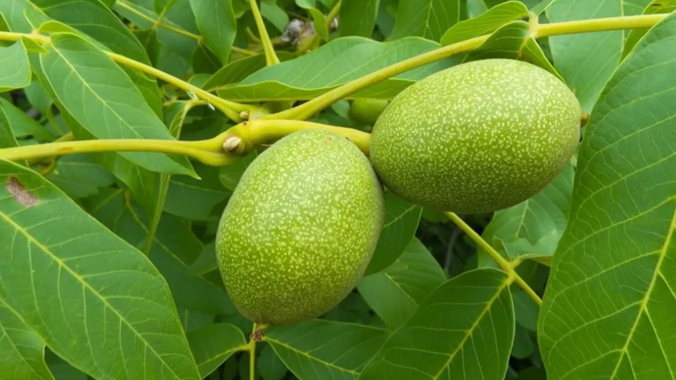 Buy the best walnut seedlings