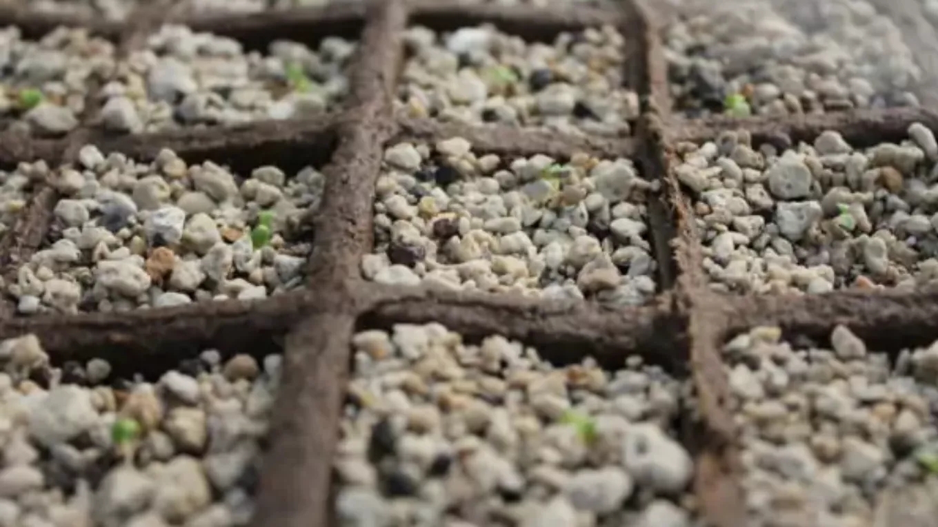 Application of mineral pumice in agriculture