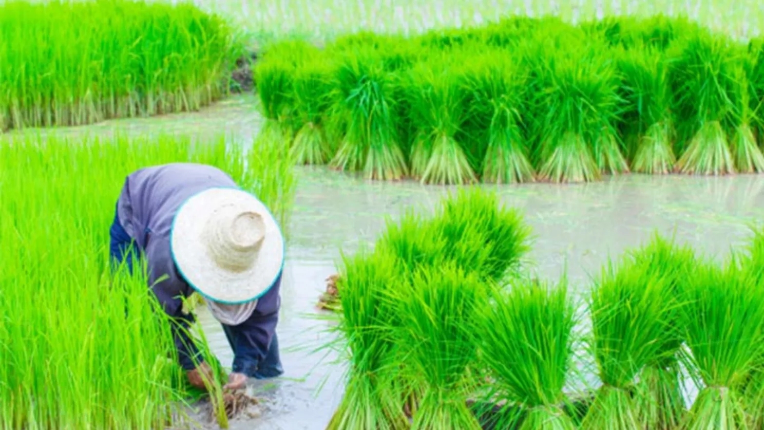 بهترین زمان کاشت برنج