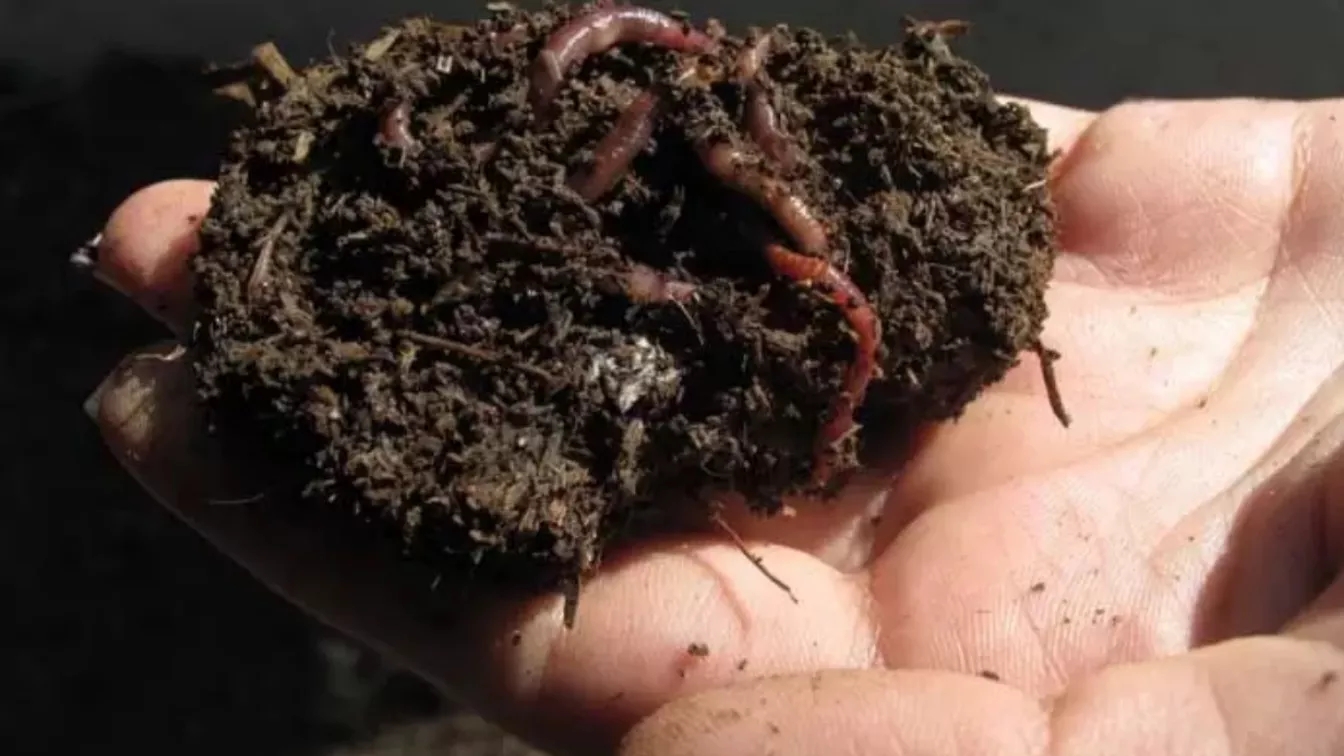 What is worm compost and how to propagate it in the best way?