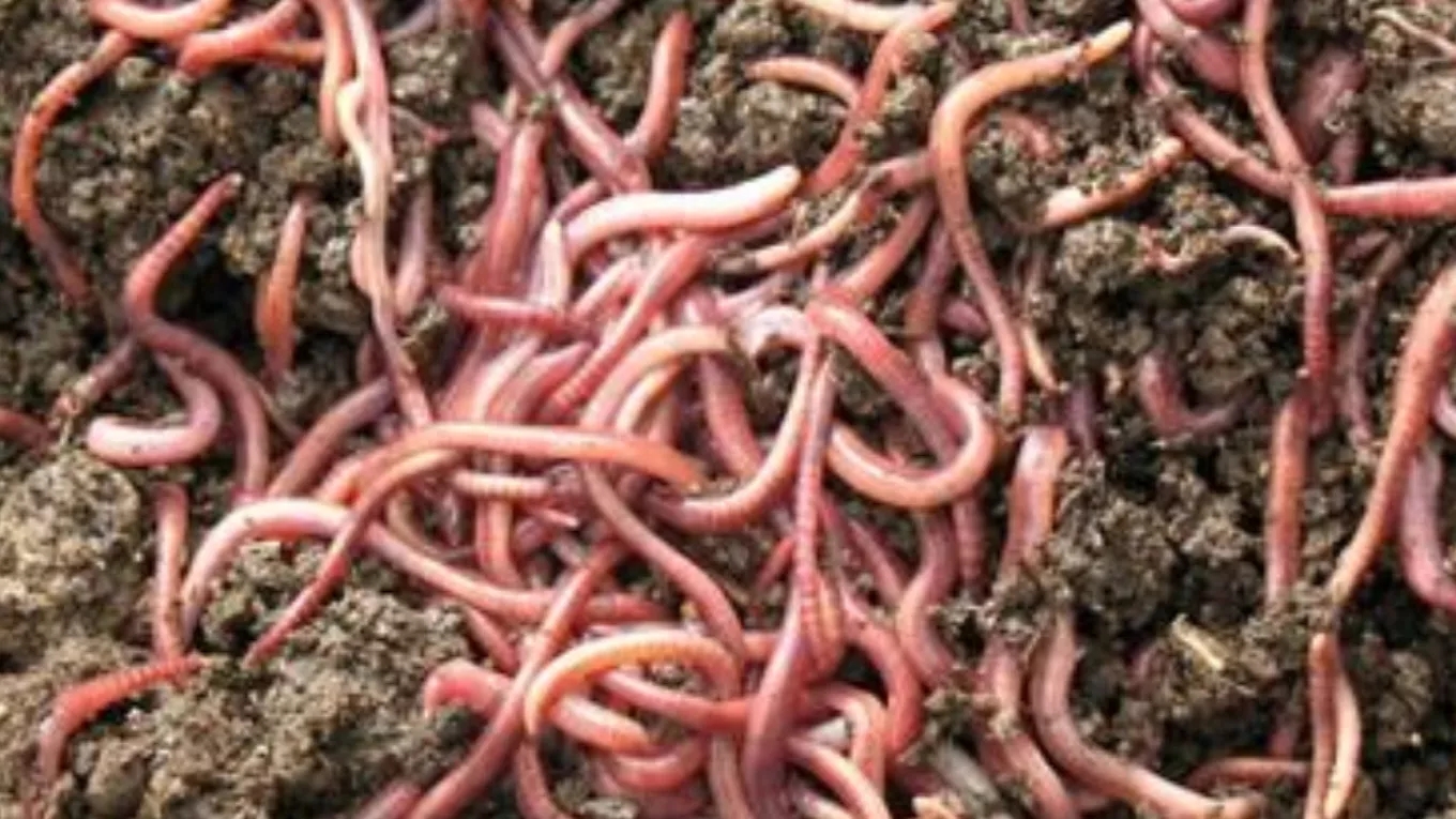 What is vermicompost?