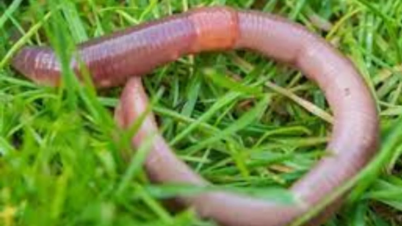 Investigating the properties of vermicompost fertilizer