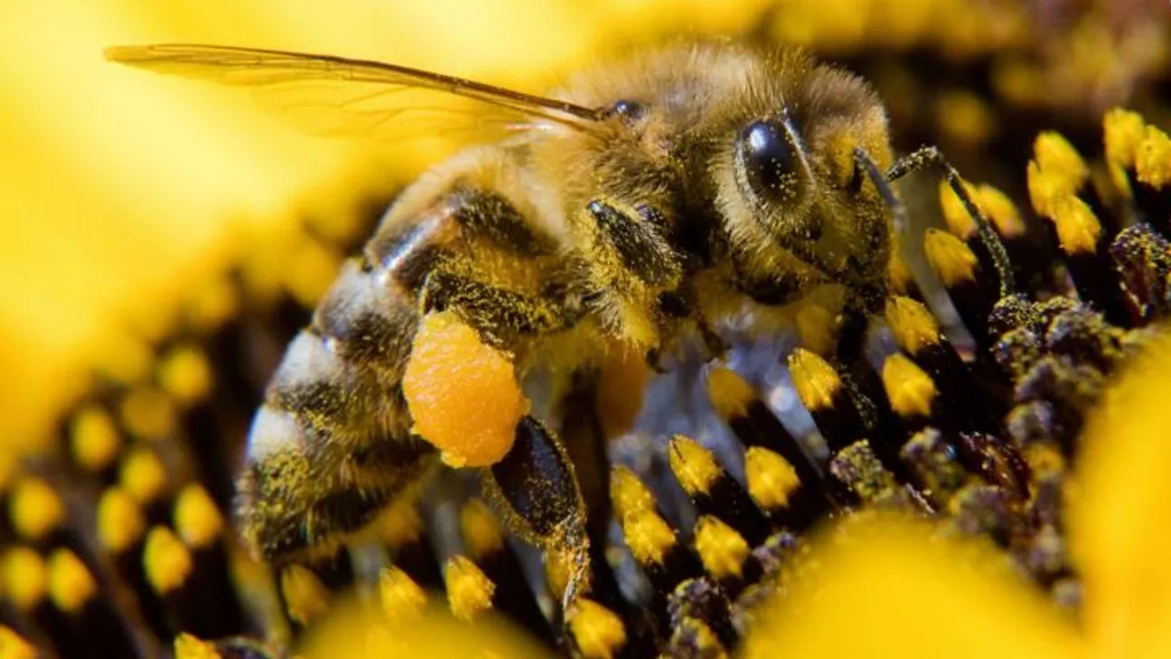 Tips about bees