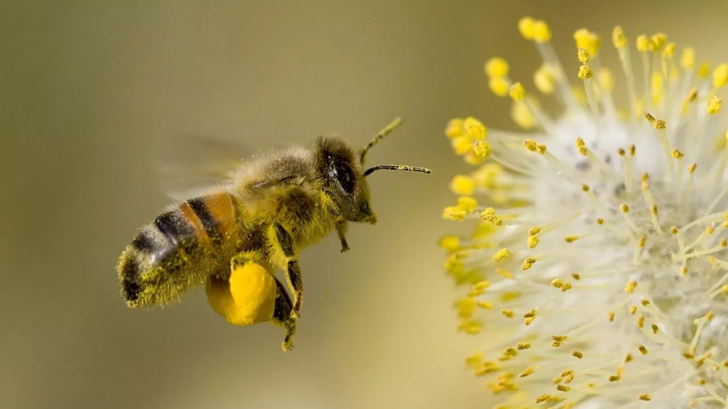 Necessary supplies for beekeeping