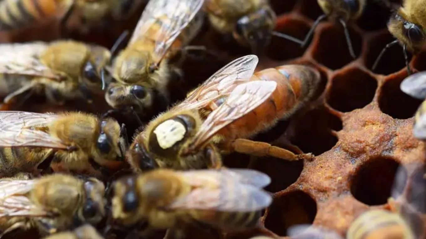How is the income of beekeeping?