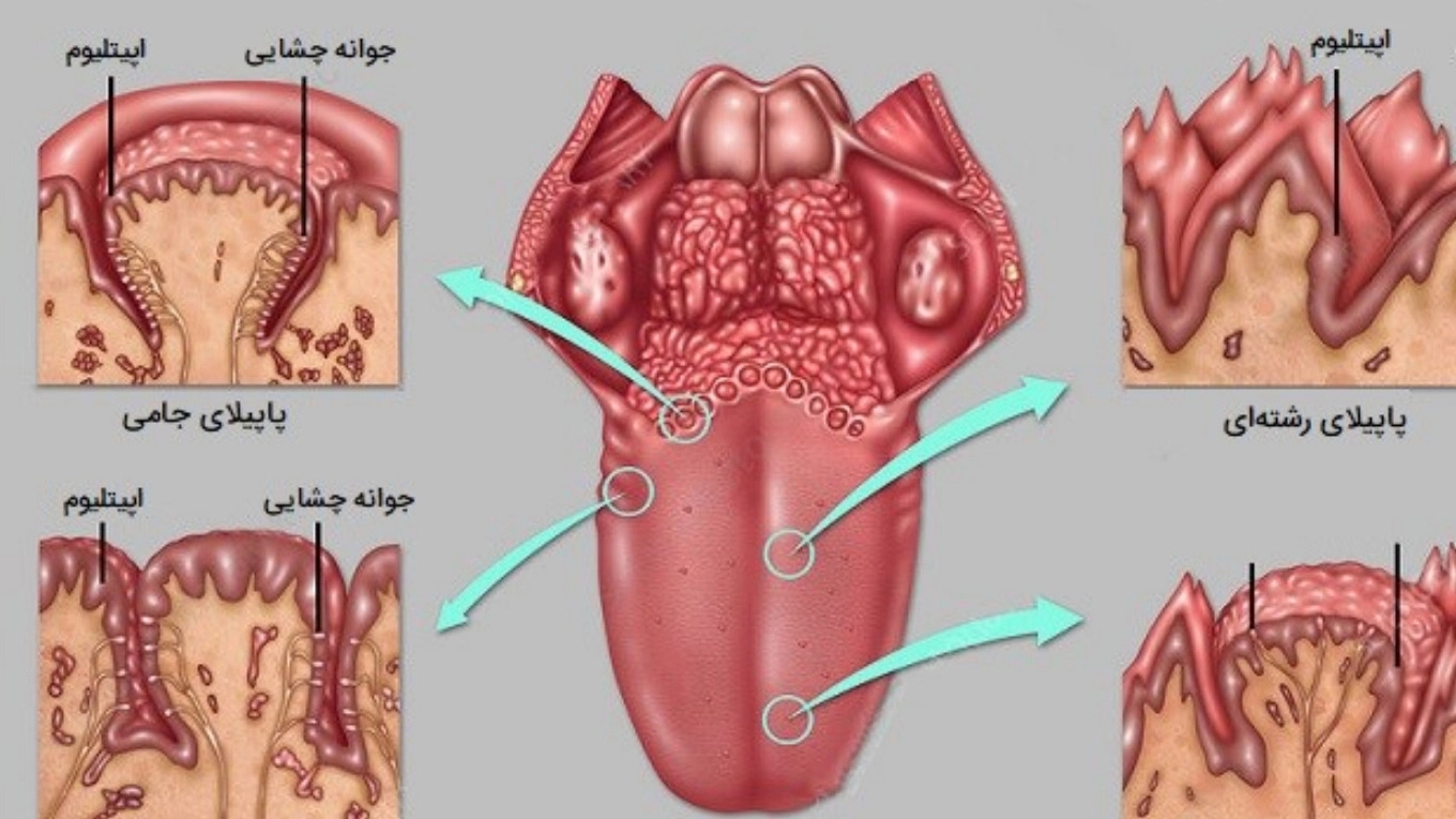 Anatomy of the tongue