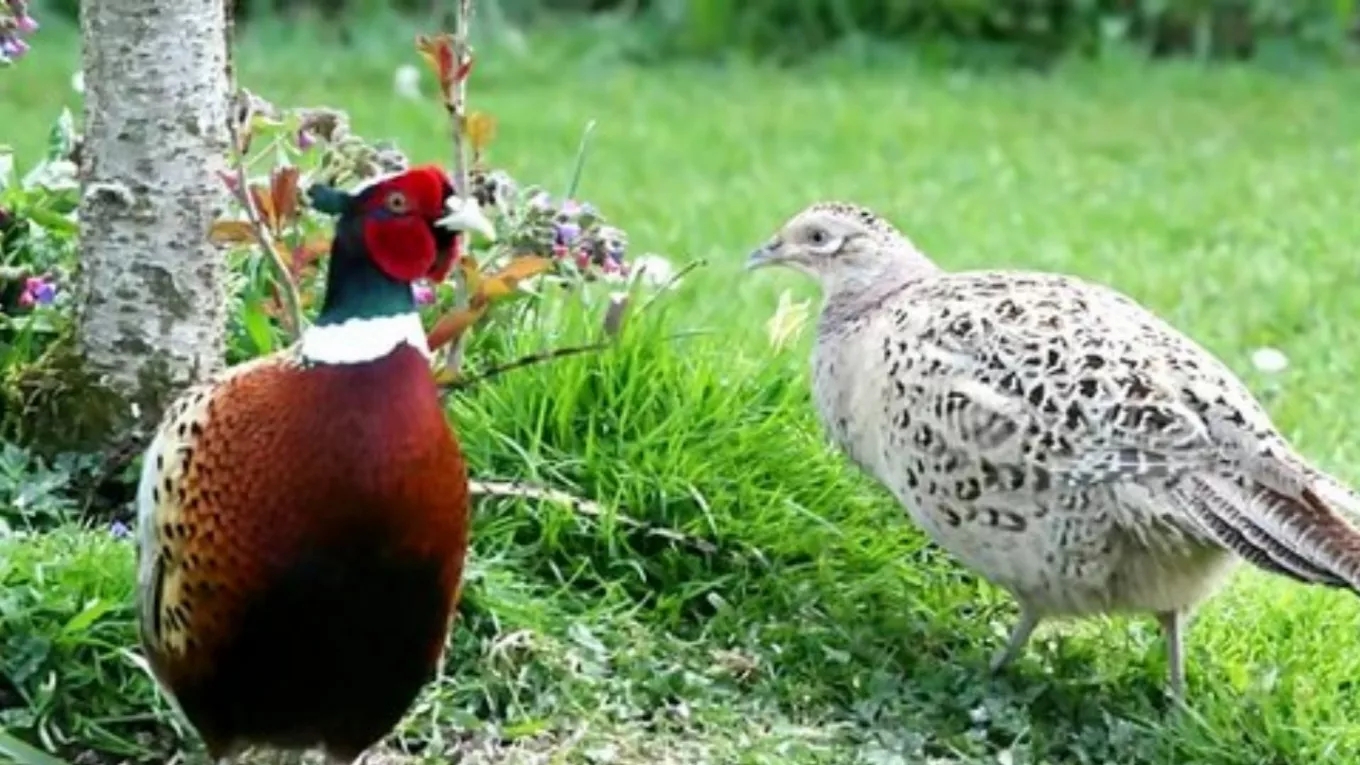 Tips on raising pheasants