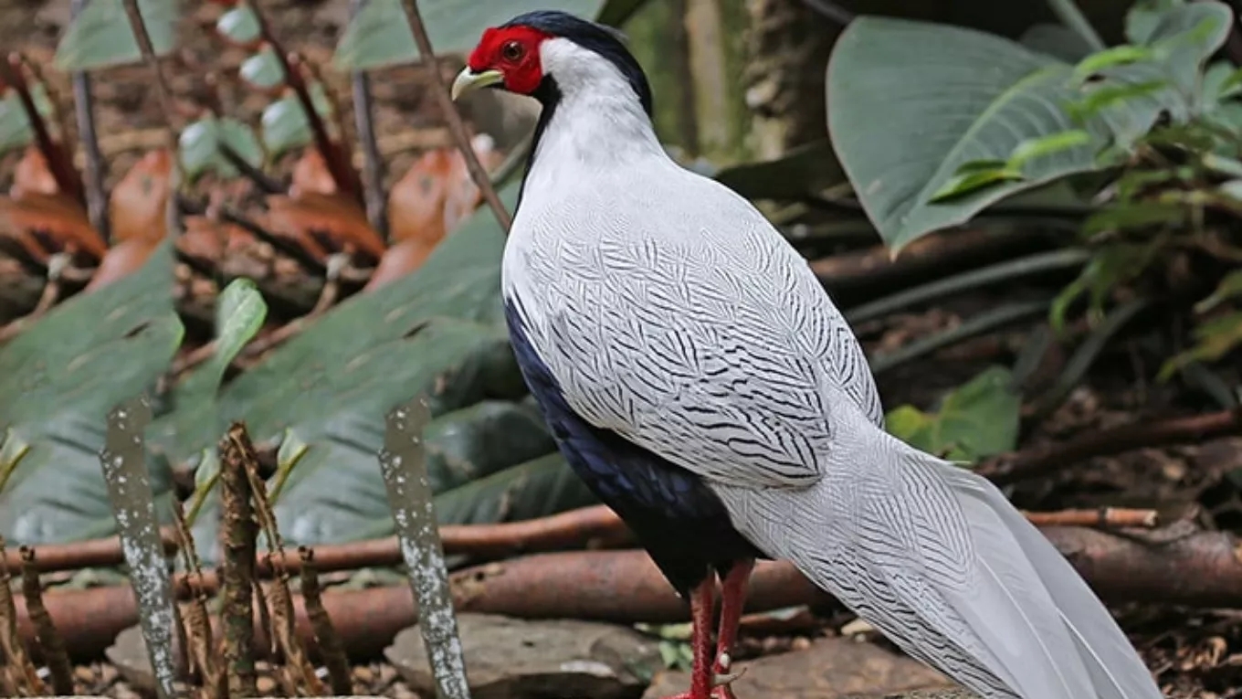 Pheasant marketing and sales