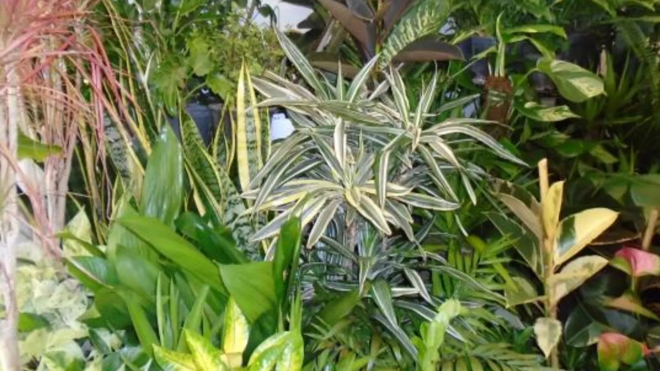 Reproduction of flowers