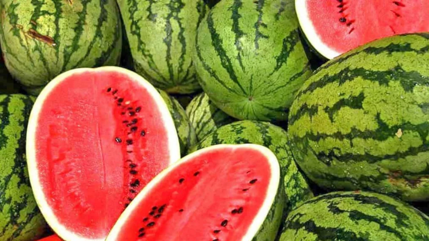 Watermelon export from Iran
