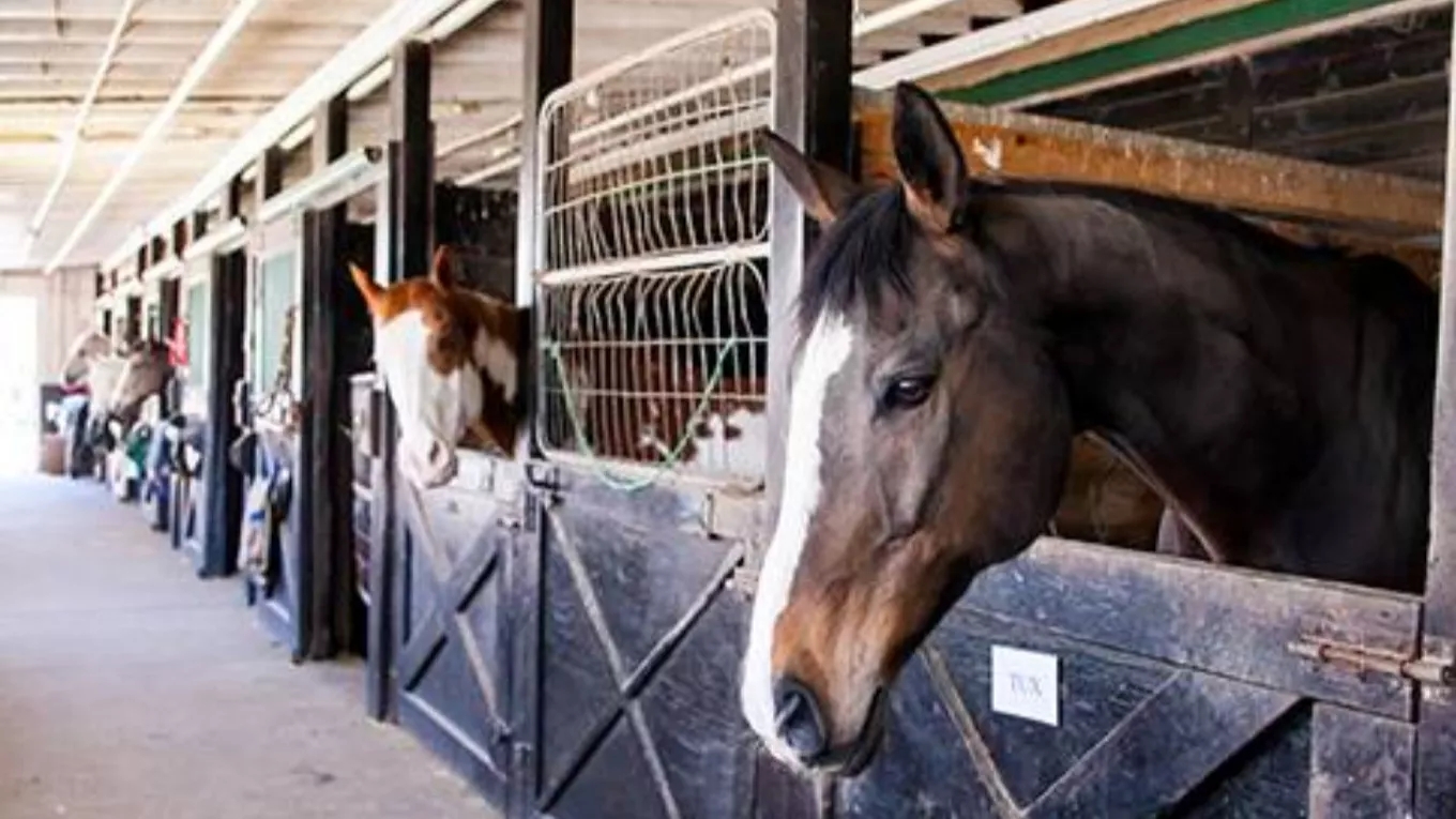 🛑 بازاریابی و فروش اسب