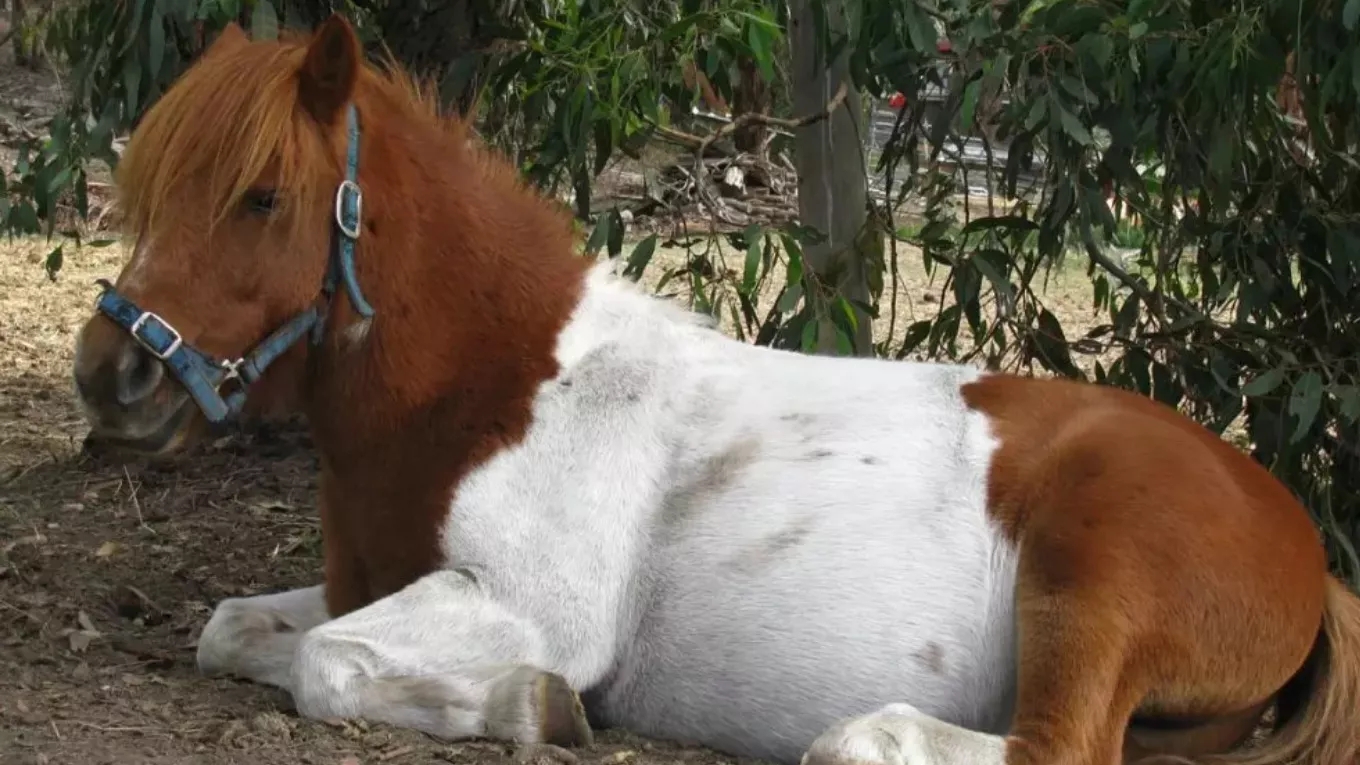 Introducing the pony
