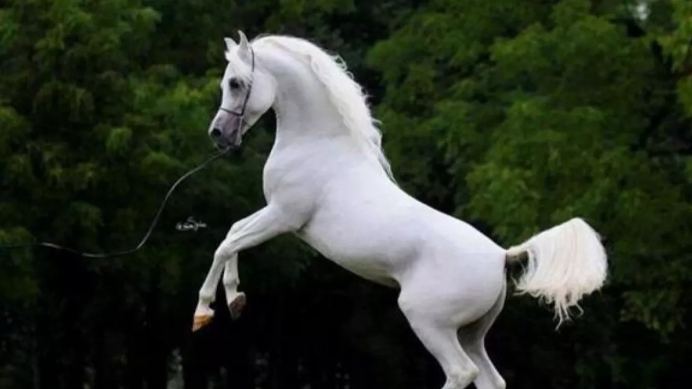 What do horses eat?