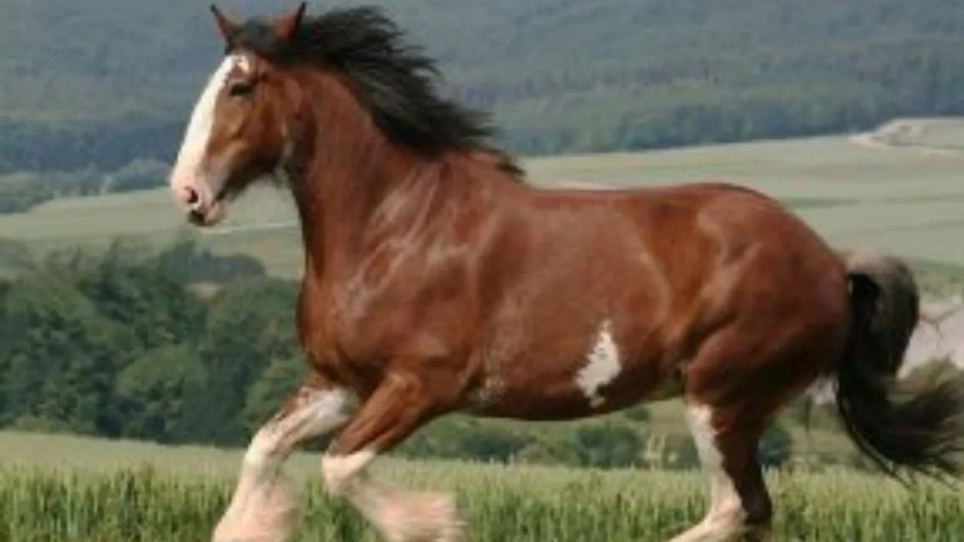 The most common horse diseases