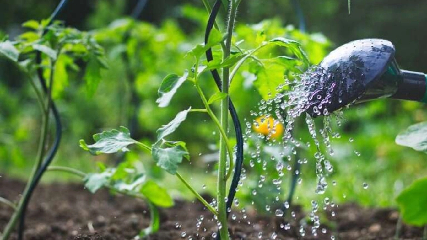 How to water newly planted seedlings?