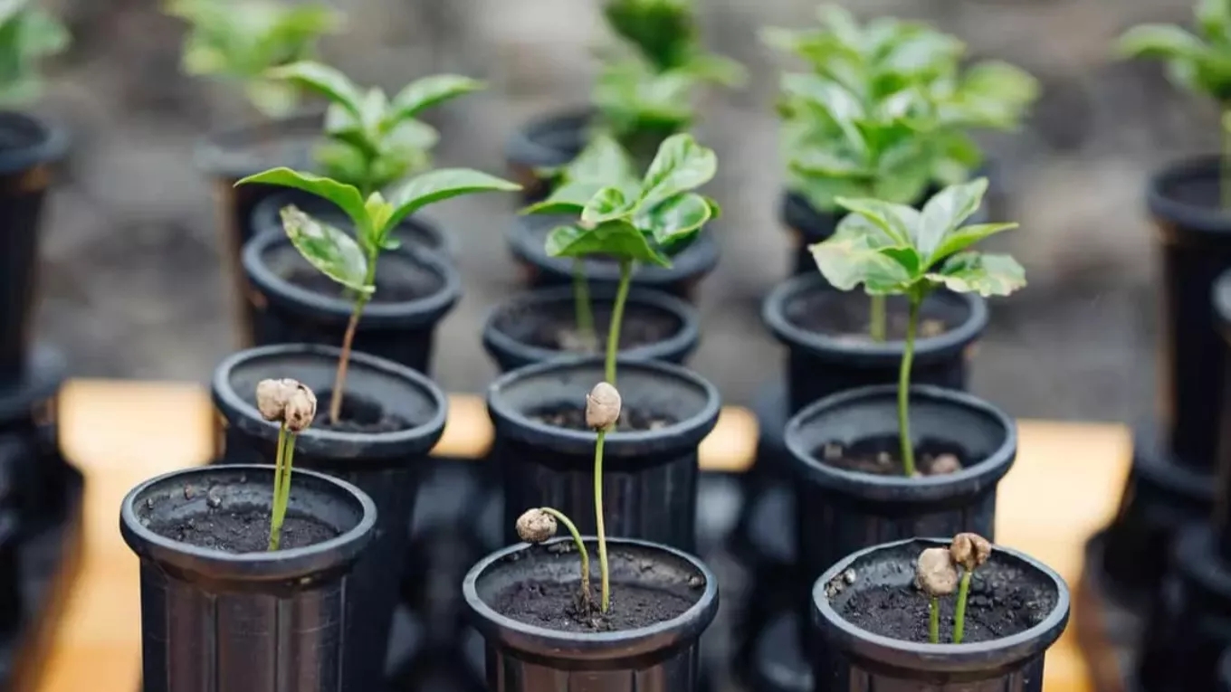 The best time to plant