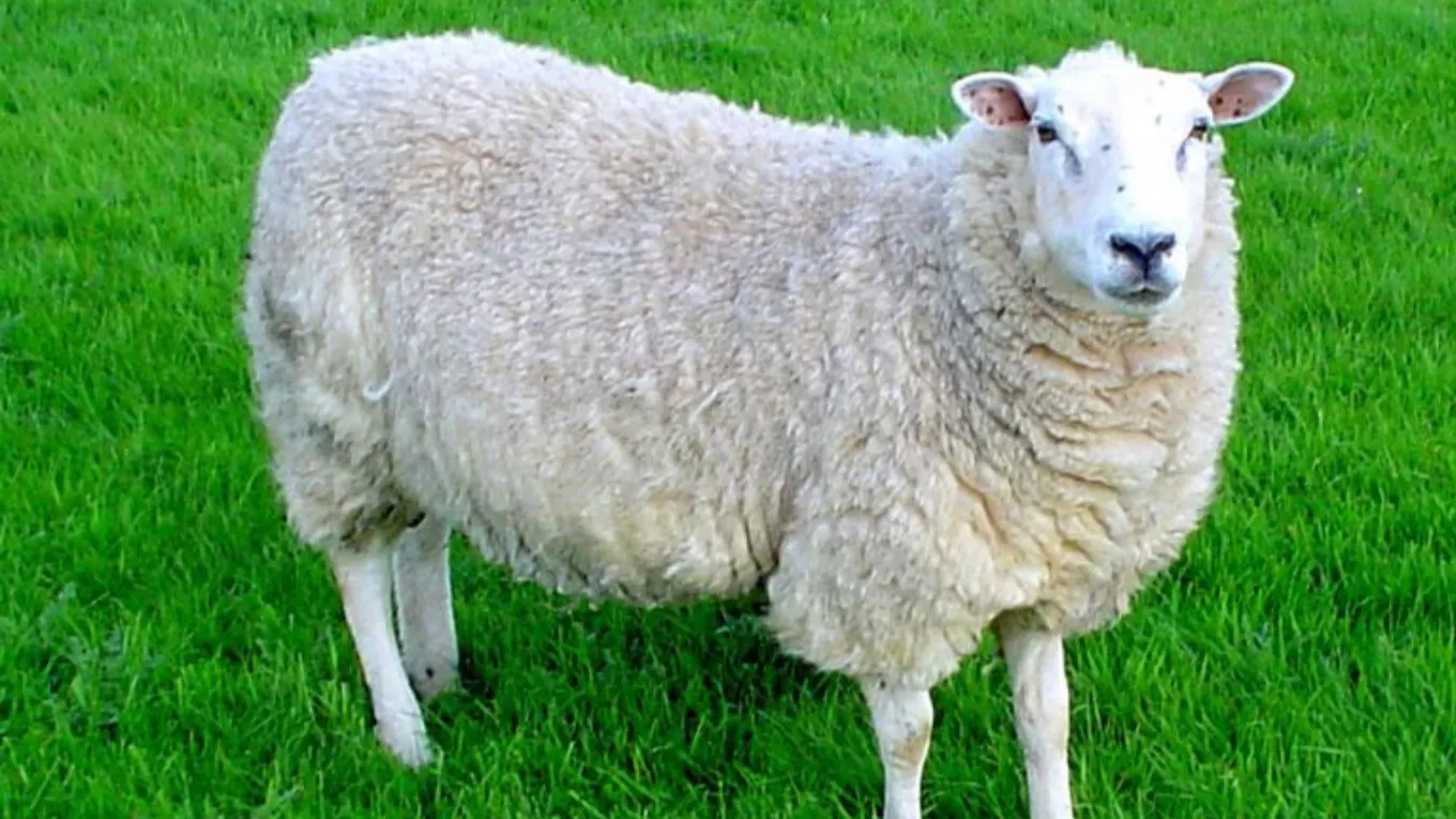 Sheep keeping conditions