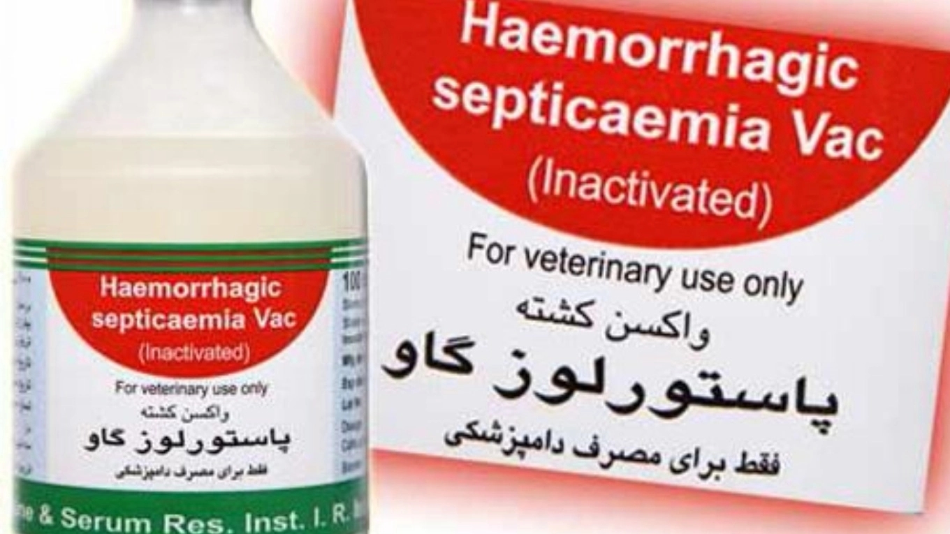 Familiarity with livestock vaccines (cow and buffalo pasteurellosis vaccine (haemorrhagic septicemia))