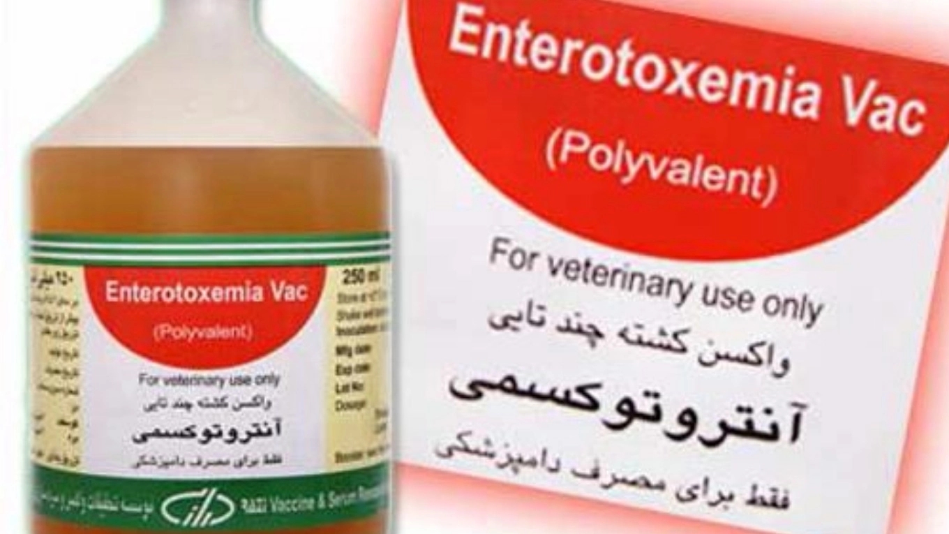 Familiarity with animal vaccines (quadrivalent enterotoxemia vaccine)
