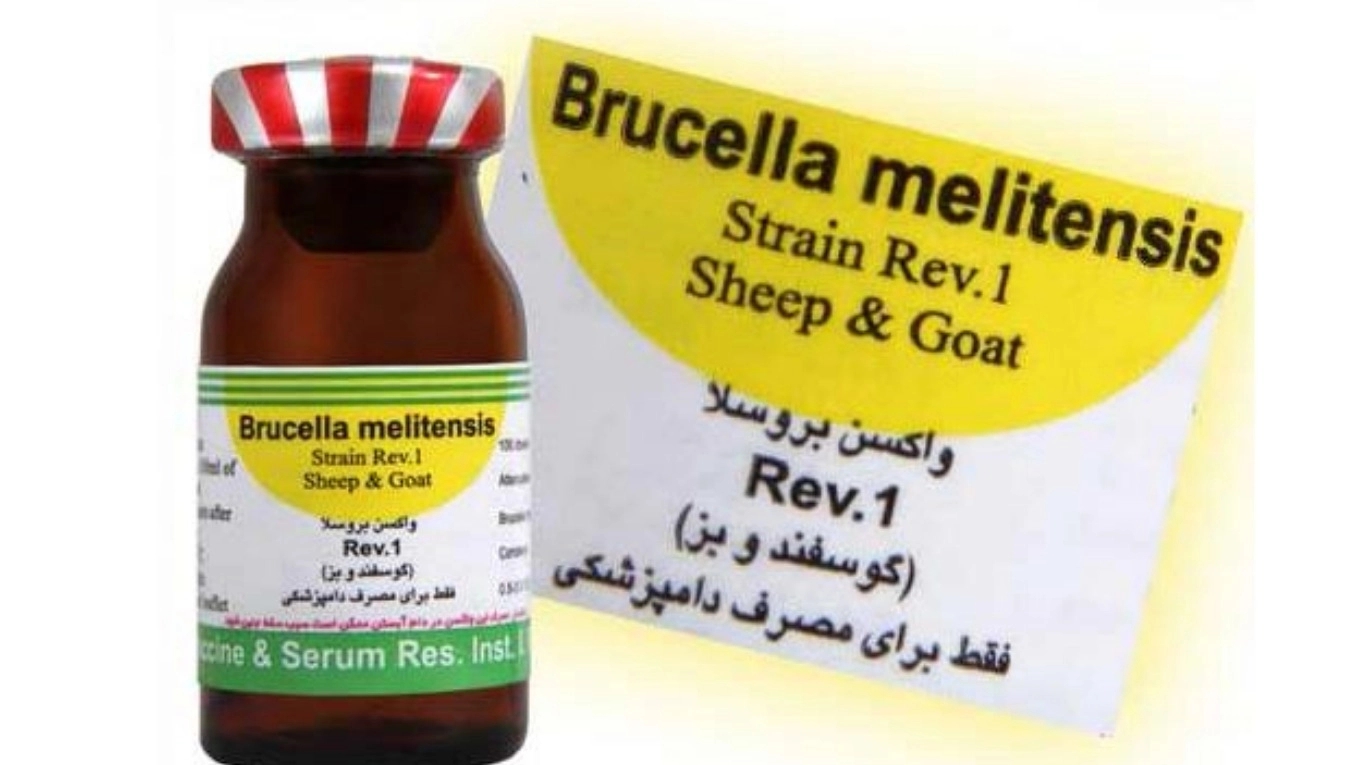 Introduction to livestock vaccines (sheep and goat brucellosis vaccine (REV-1))