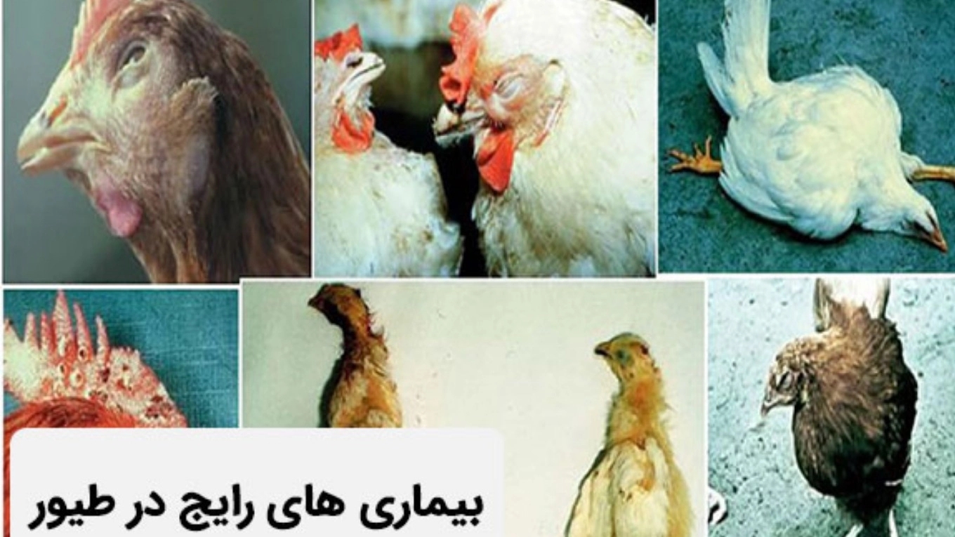 The most important poultry diseases and treatment methods