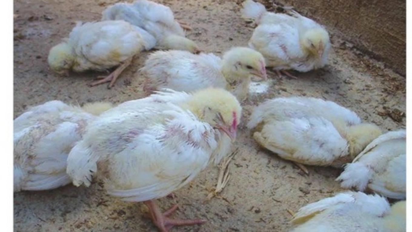 Gamboro hastalığı