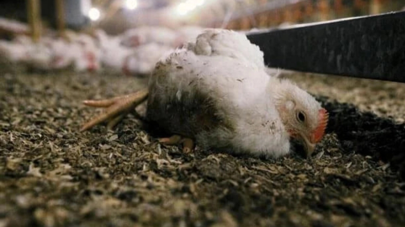 Kanatlılarda Salmonella