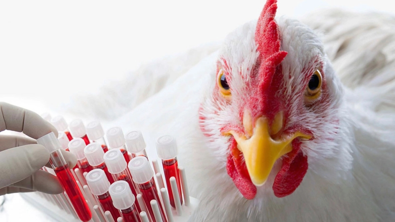 Influenza in poultry