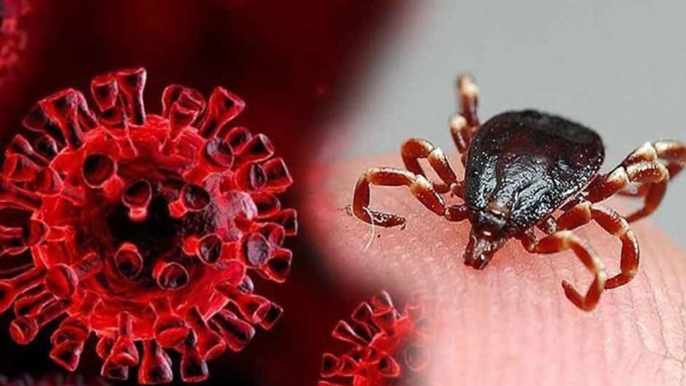 Cream hemorrhagic fever
