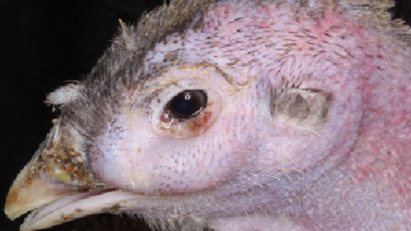Mycoplasma disease