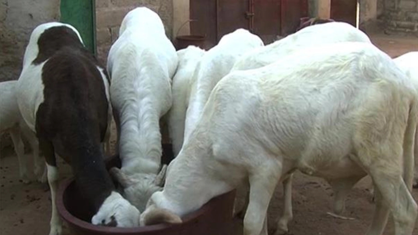 Familiarity with plague of small ruminants (PPR)