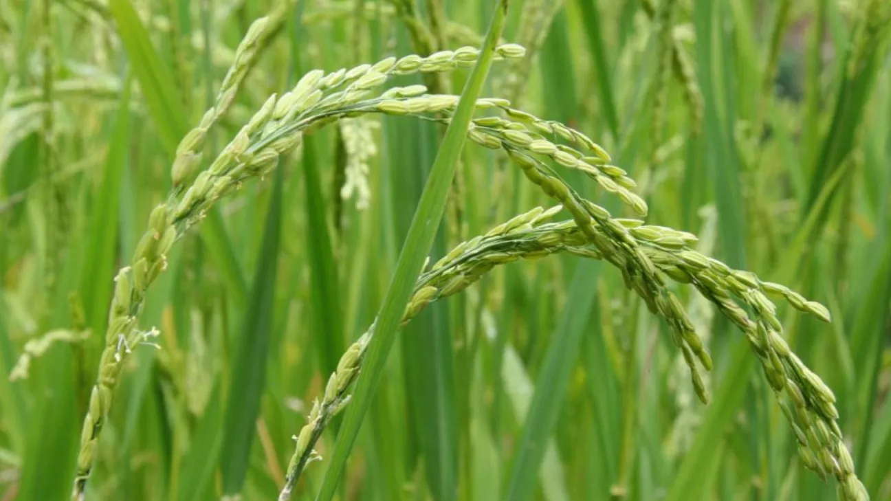 The best time to fertilize rice