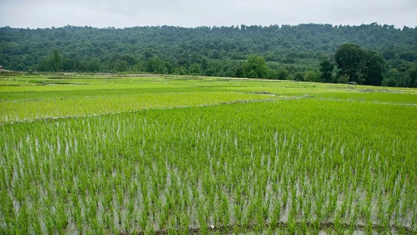 planting rice