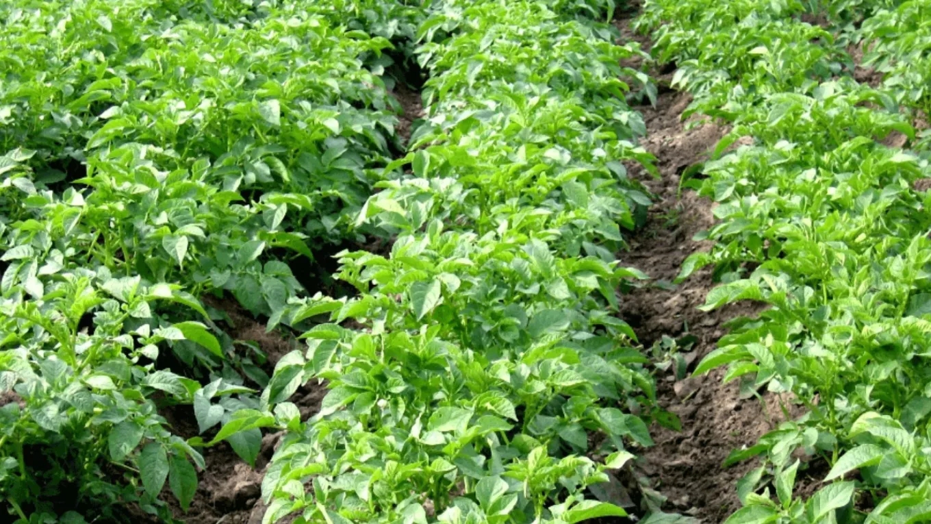 5 of the best and most profitable agricultural seeds to plant