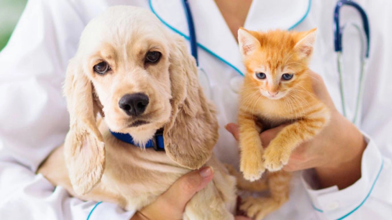 انواع بیماری های خود ایمنی سگ ها