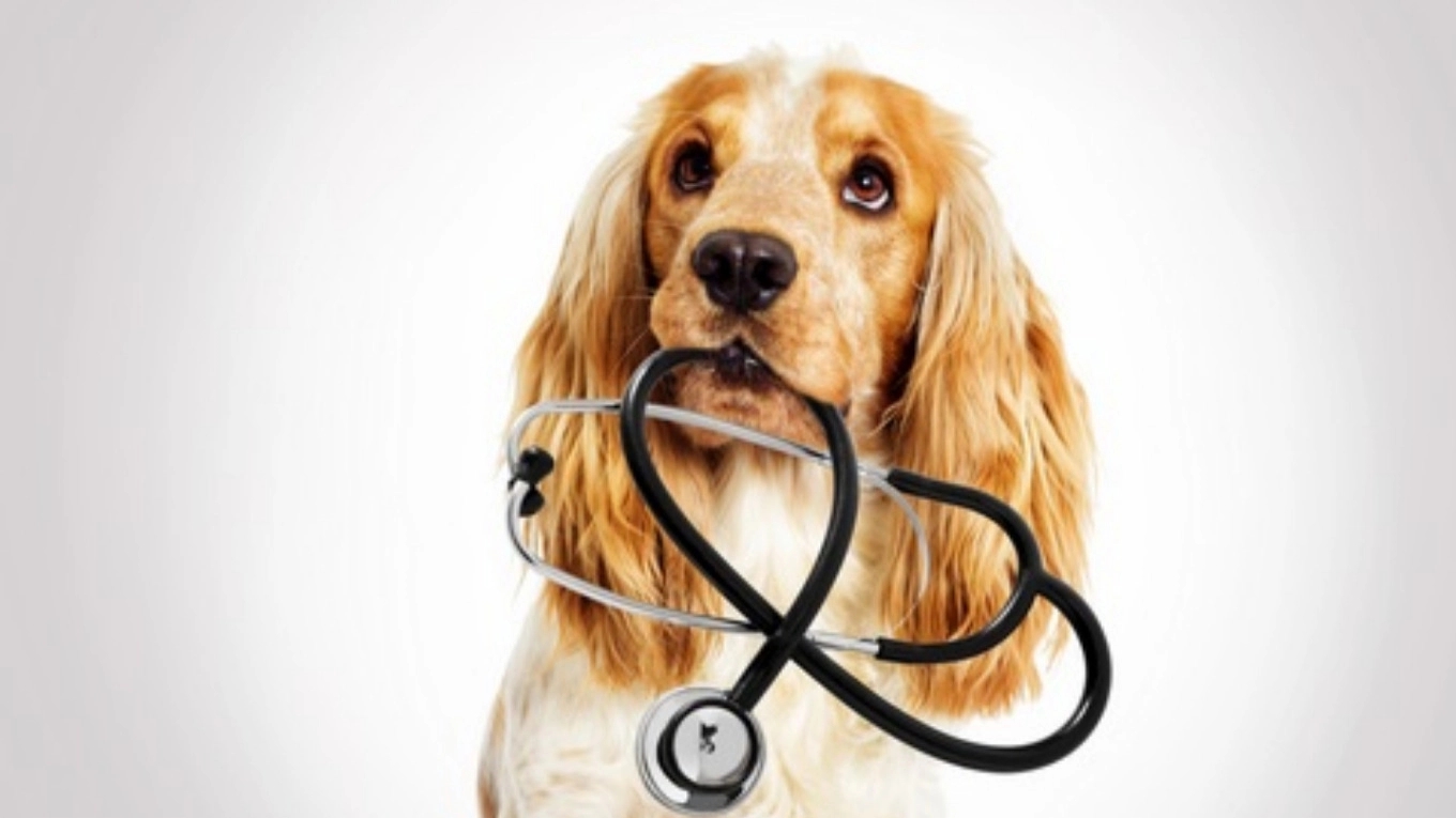 انواع بیماری های خود ایمنی سگ ها