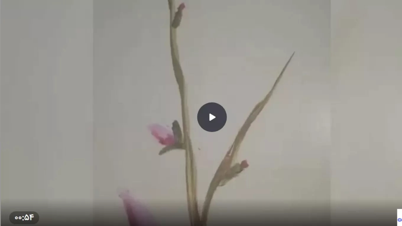 فيديوهات المحفظة