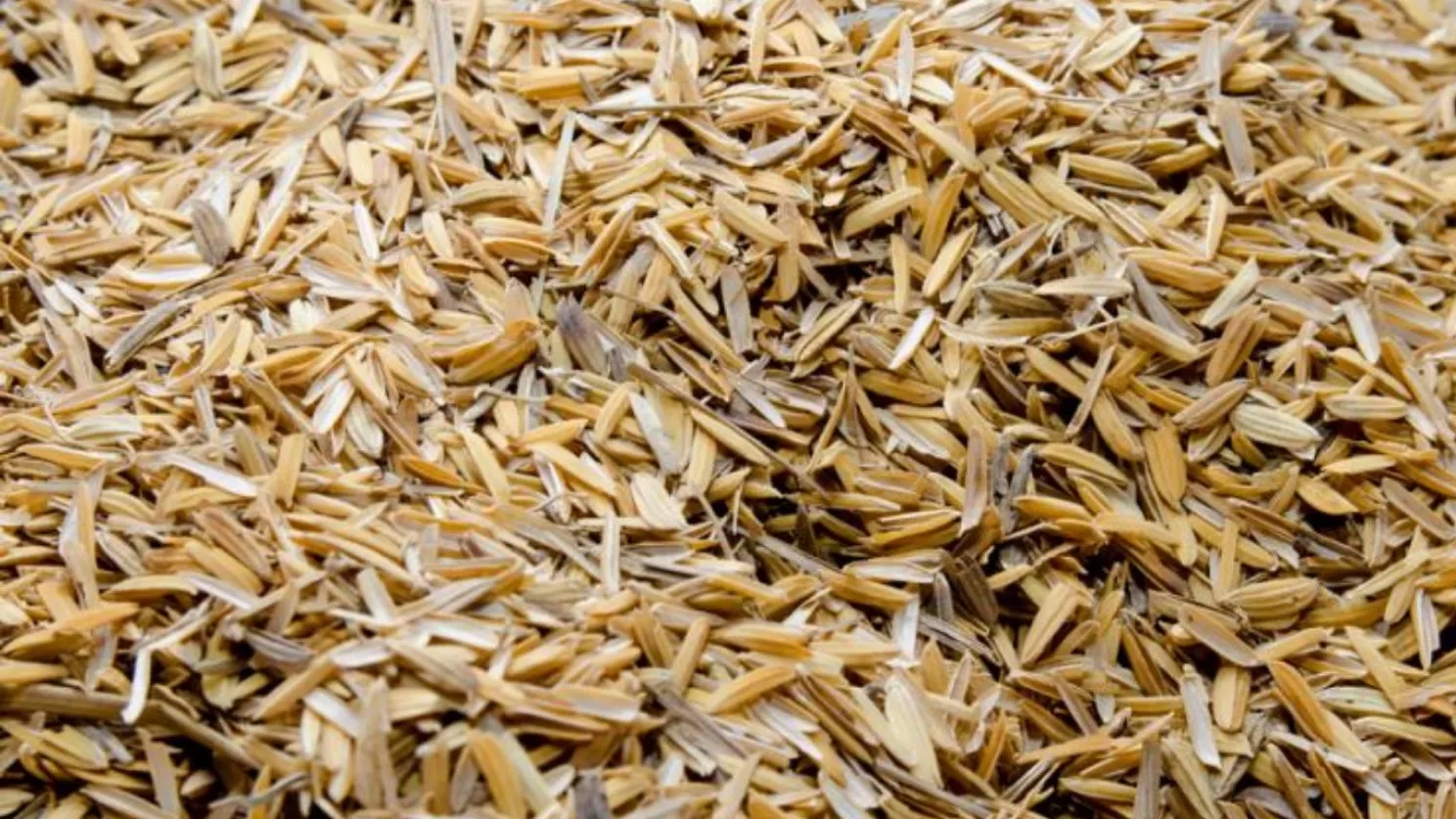 Rice paddy and its use
