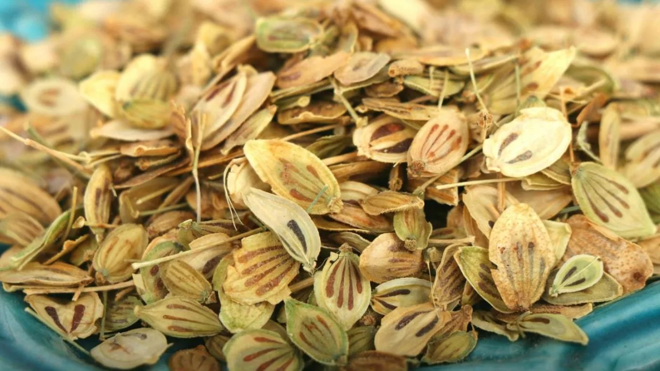 Some properties of angelica that will surprise you!