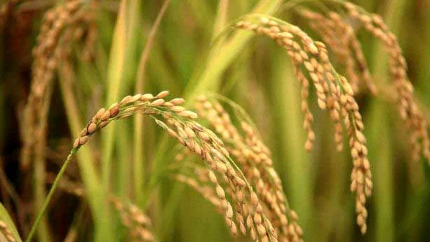 The steps of converting paddy into rice (how the rice threshing machine works)
