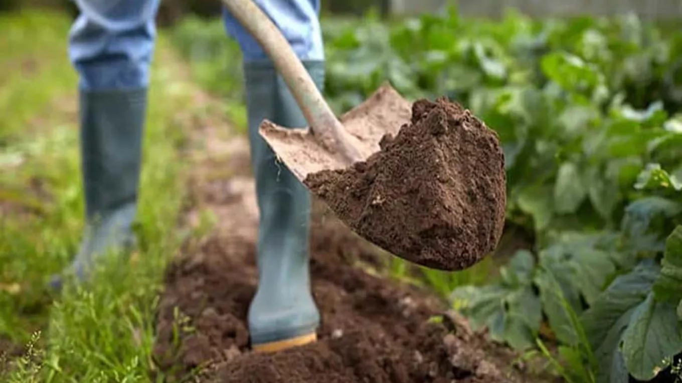 Fertilizer for rapid root growth