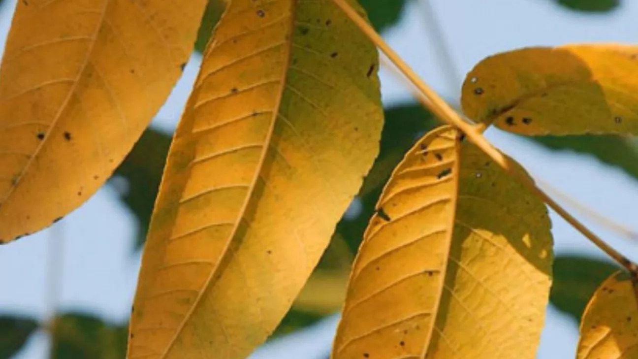 The cause of drying of newly planted walnut seedlings