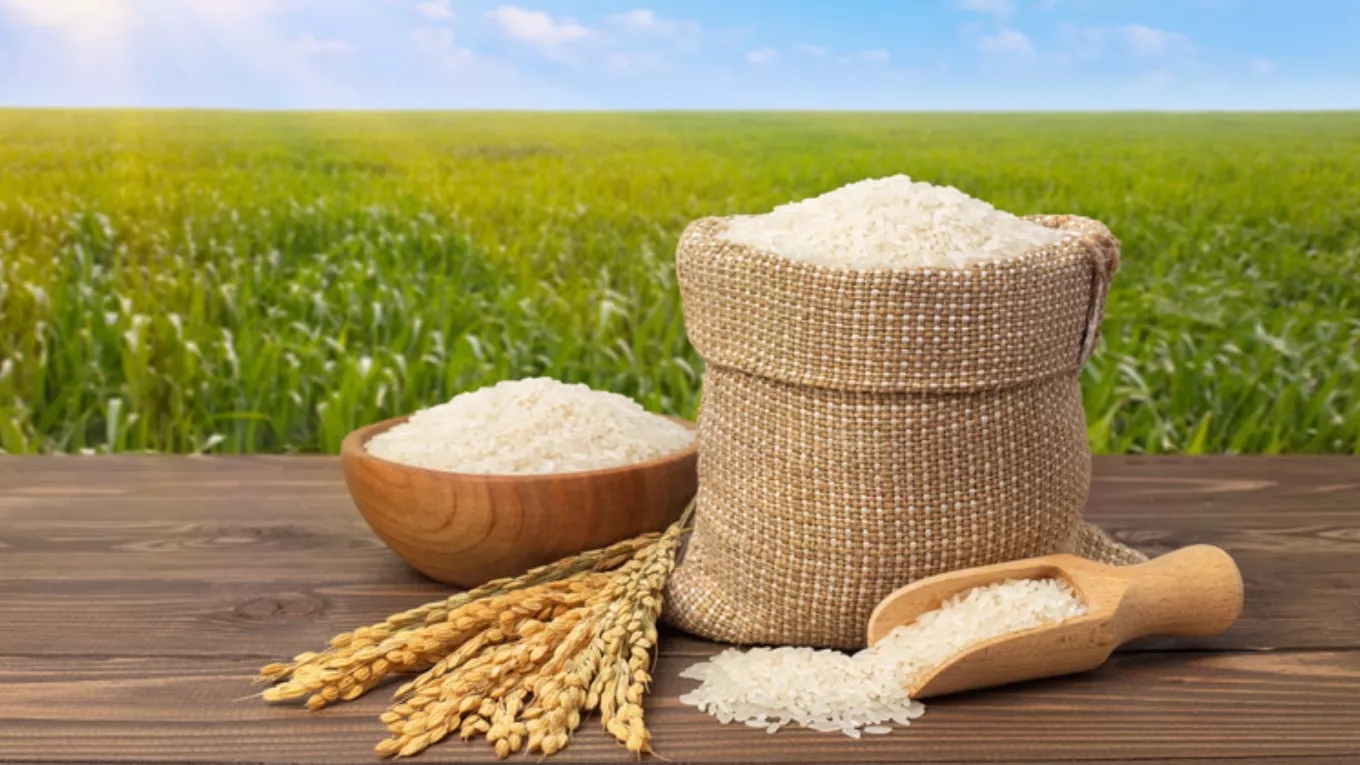 Methods of identifying high-quality Iranian rice